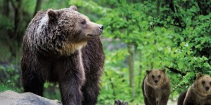 Orso bruno gigante buono