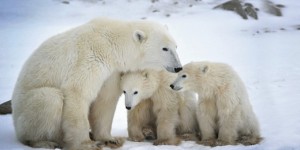 orso polare_riscaldamento climatico
