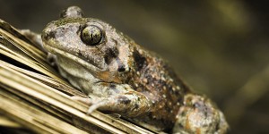 Life Tib: l’autostrada della biodiversità
