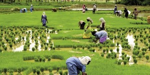 Kerala, oasi felice dell’India