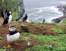 Puffins