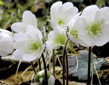 anemone di bosco
