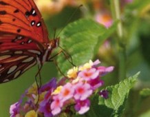 Biodiversamente 