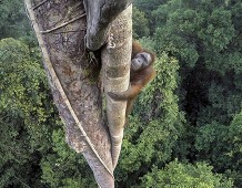 Wildlife Photographer of the Year: Fotografare per conservare la natura