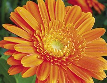 Calendula