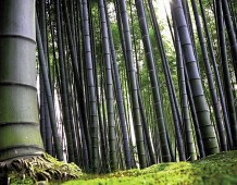 Grandi opportunità per l’agricoltura grazie al Bambù Gigante OnlyMoso
