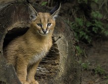 La fierezza fatta felino: il caracal