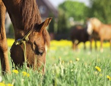L’Ostello degli animali