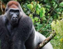 Gorilla_Estinzione_Africa