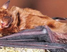 I pipistrelli