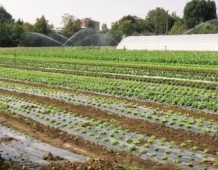 Riscatto attraverso green economy