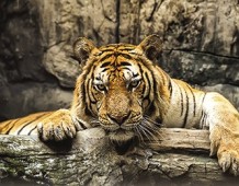 Tigre la regina della giungla