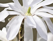 Magnolia stellata