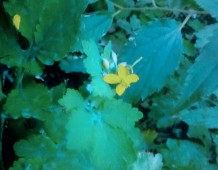 Natura incontaminata