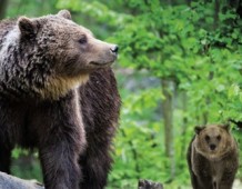 Orso bruno gigante buono