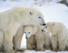 orso polare_riscaldamento climatico