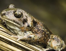 Life Tib: l’autostrada della biodiversità