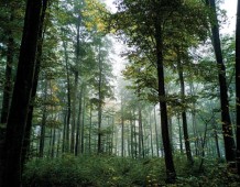 Lo stato delle foreste in Lombardia