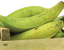 Il platano