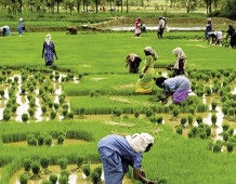 Kerala, oasi felice dell’India