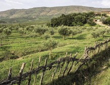 Albania: l’itinerario culturale degli ulivi