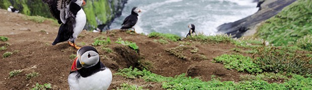 Puffins
