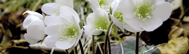 anemone di bosco