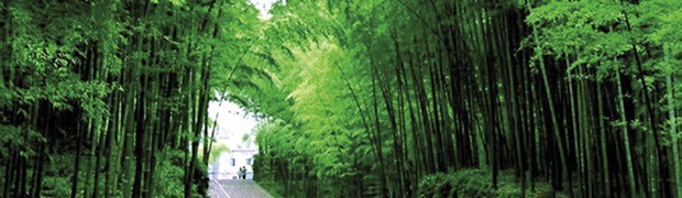 piantagione