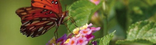 Biodiversamente 