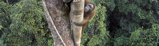 Wildlife Photographer of the Year: Fotografare per conservare la natura