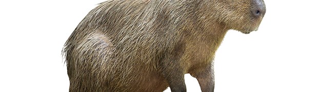 Capibara 