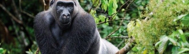 Gorilla_Estinzione_Africa