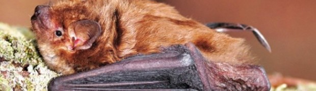 I pipistrelli