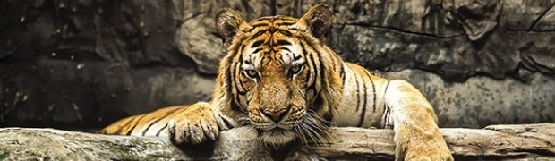 Tigre la regina della giungla