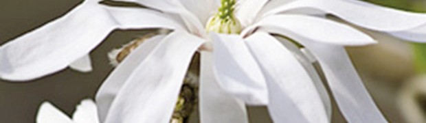 Magnolia stellata