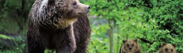 Orso bruno gigante buono