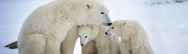 orso polare_riscaldamento climatico