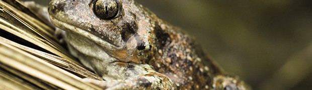 Life Tib: l’autostrada della biodiversità