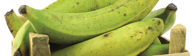 Il platano