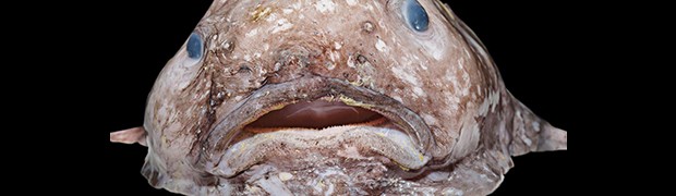 Pesce blob