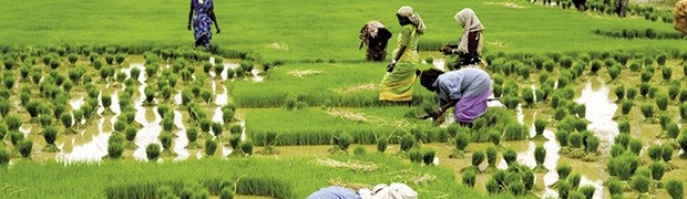 Kerala, oasi felice dell’India