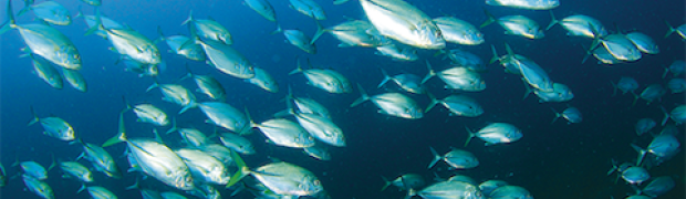 Fish Dependence Day. In Europa il pesce è finito