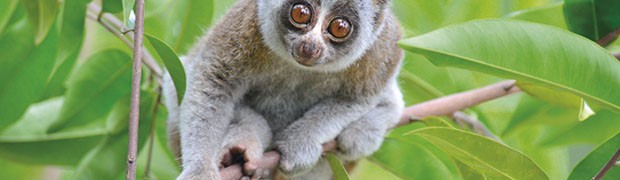 Lemuri
