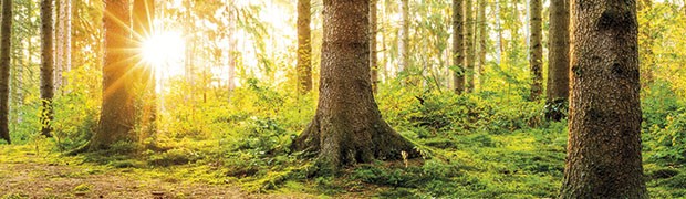I benefici delle foreste ora sono certificabili
