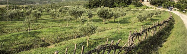 Albania: l’itinerario culturale degli ulivi