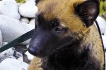 Risolvere i problemi con i cani è possibile