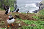 Puffins