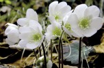 anemone di bosco