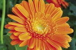 Calendula