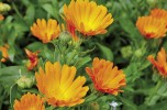 Calendula